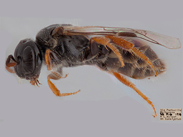 [Brachyhesma antennata female (lateral/side view) thumbnail]